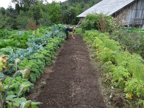 alimentos orgánicos