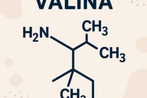 Valina: función, para qué sirve y cómo cubrirla con la dieta